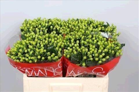 Срезанные цветы оптом Hypericum jungle romance от 90шт из Голландии с доставкой по России