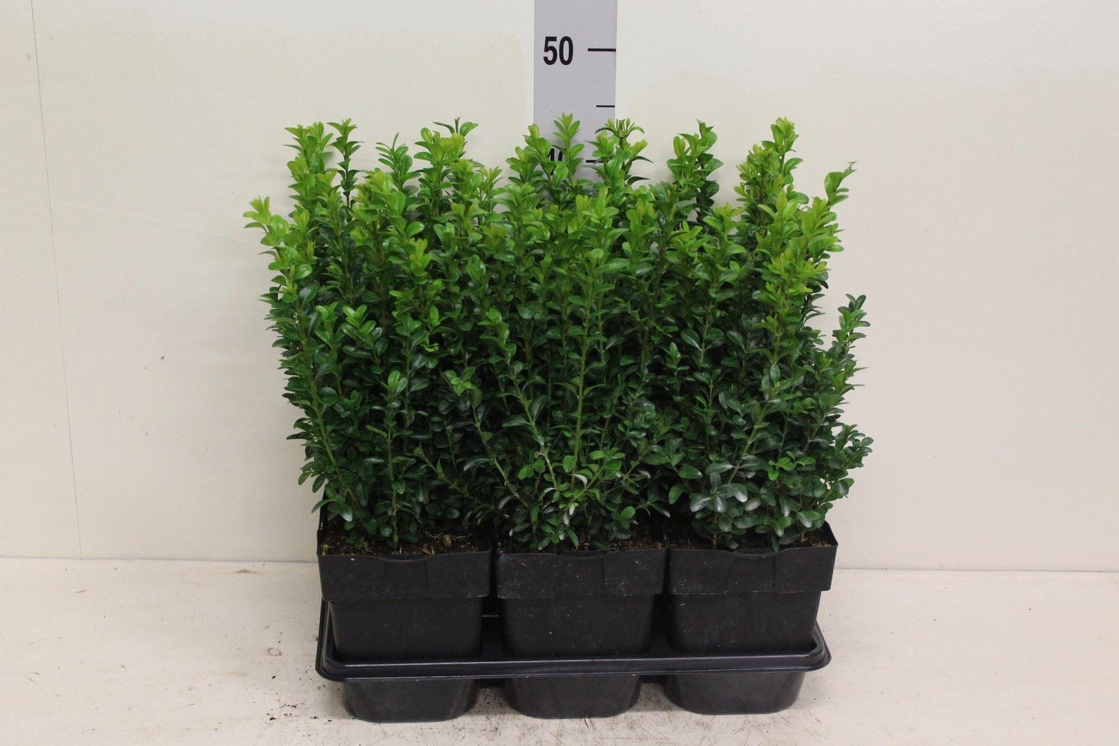 Горшечные цветы и растения оптом Buxus Semp. ... A от 6шт из Голландии с доставкой по России Горшечные цветы и растения оптом Buxus Semp. ... A от 6шт из Голландии с доставкой по России
