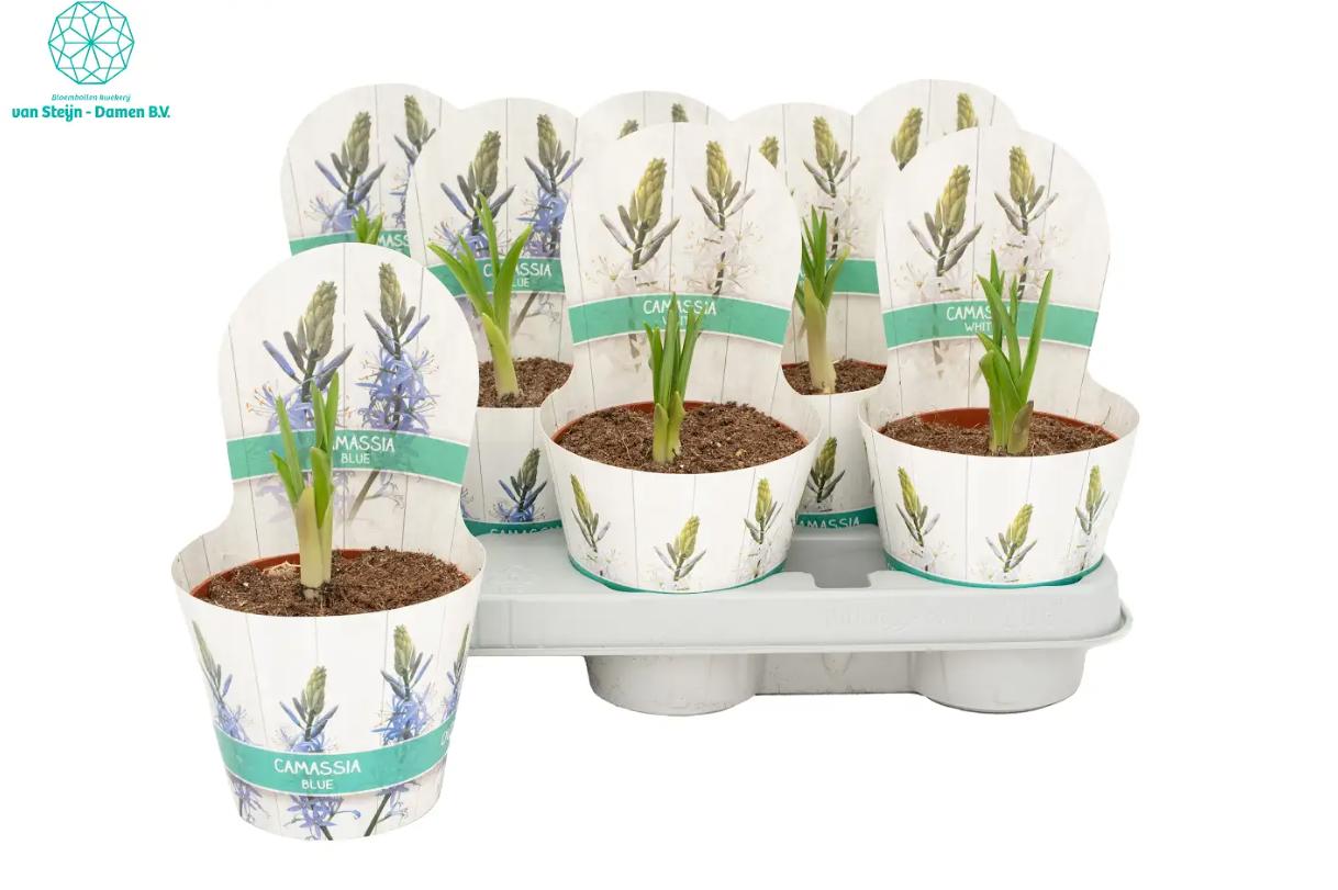 Горшечные цветы и растения оптом Camassia Le Caerulea от 8шт из Голландии с доставкой по России