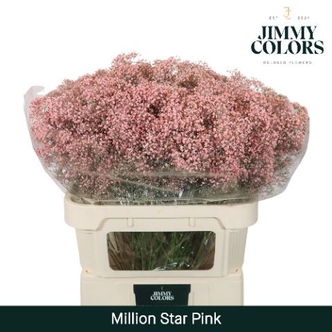 Срезанные цветы оптом Gyps fine paint pink от 50шт из Голландии с доставкой по России