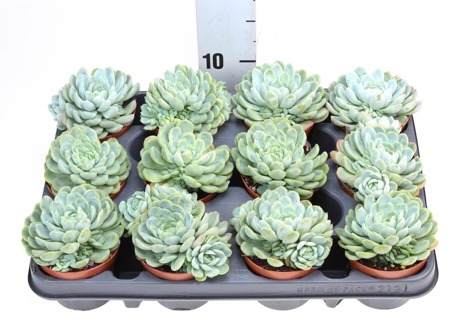 Горшечные цветы и растения оптом Echeveria Elegans от 12шт (для телеги) из Голландии с доставкой по России