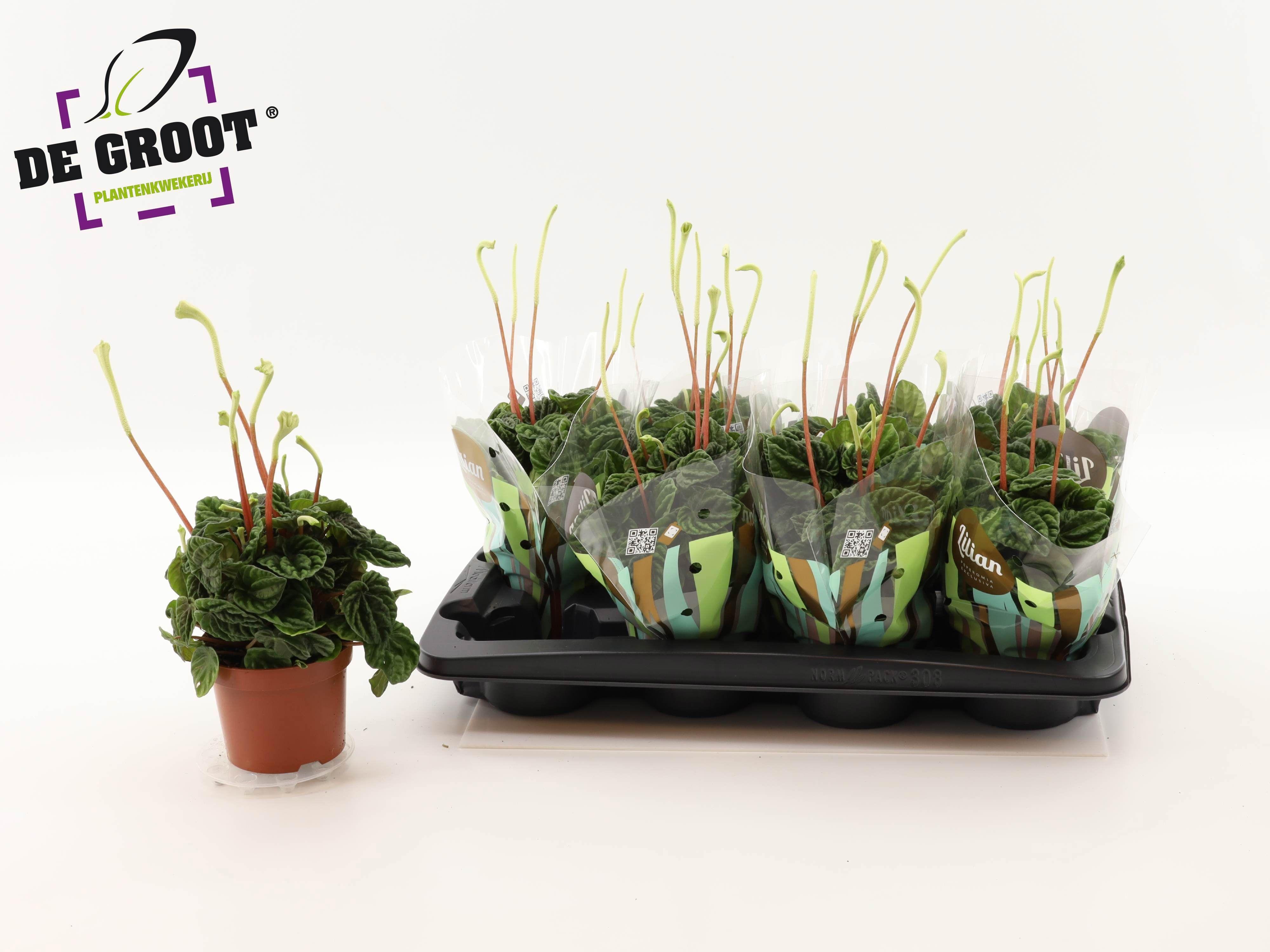 Горшечные цветы и растения оптом Pep Ca Lilian от 8шт из Голландии с доставкой по России