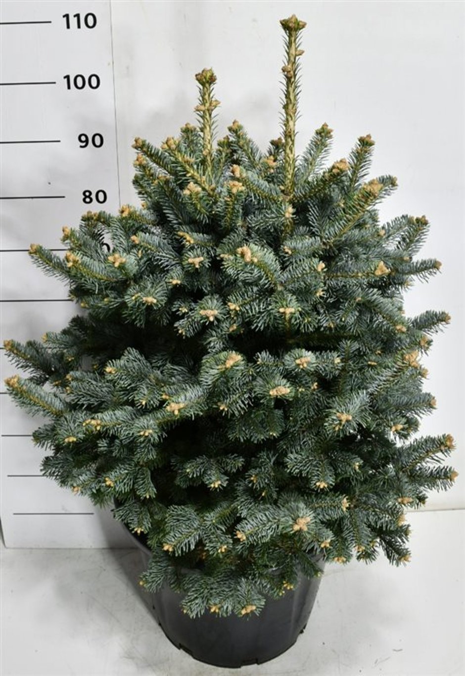 Горшечные цветы и растения оптом Abies Lasiocarpa Compacta от 1шт из Голландии с доставкой по России