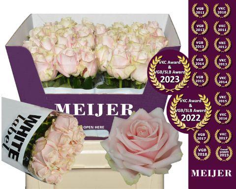 Срезанные цветы оптом Rosa large sweet avalanche+ от 40шт из Голландии с доставкой по России