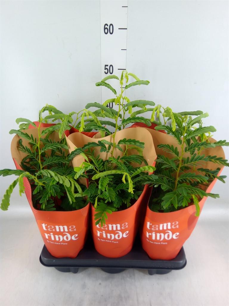 Горшечные цветы и растения оптом Tamarindus Indica от 6шт из Голландии с доставкой по России