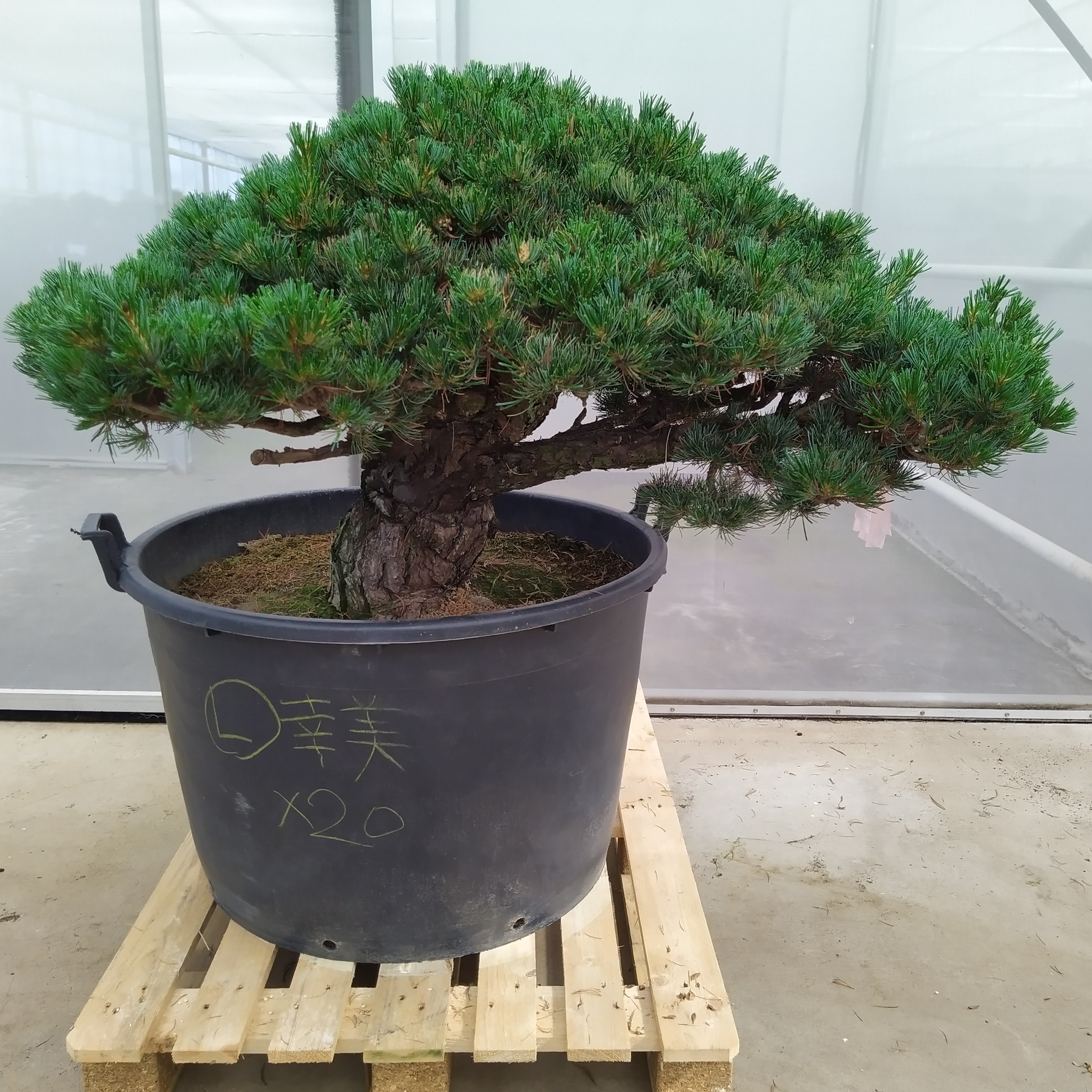 Горшечные цветы и растения оптом Pinus Parviflora Newaki от 1шт из Голландии с доставкой по России