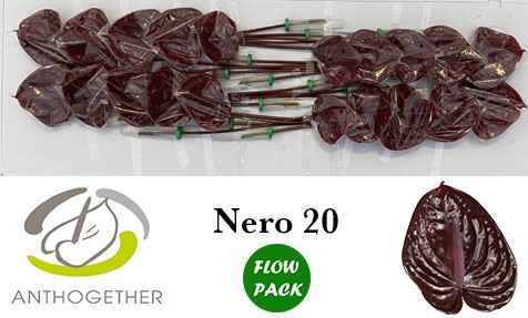 Срезанные цветы оптом Anthurium nero от 20шт из Голландии с доставкой по России