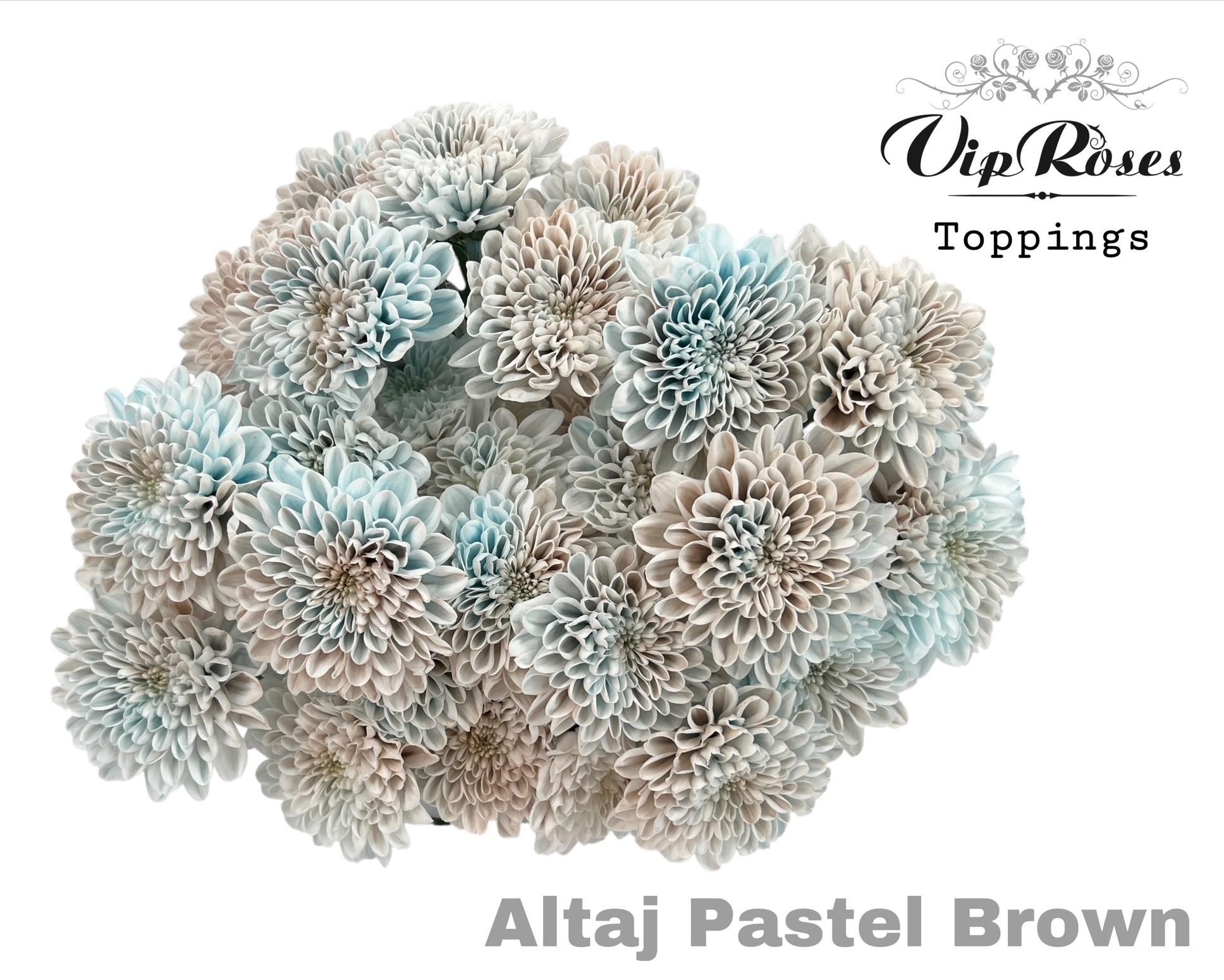 Срезанные цветы оптом Chrys sp paint altaj pastel brown от 20шт из Голландии с доставкой по России