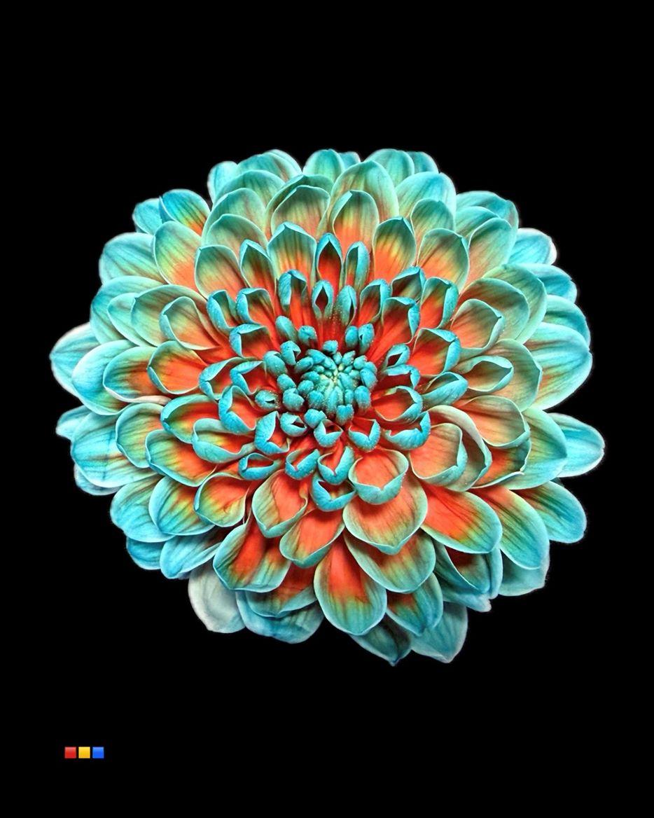 Срезанные цветы оптом Chrys sp paint altaj papagayo от 40шт из Голландии с доставкой по России