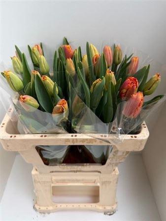 Срезанные цветы оптом Tulipa fr ogene от 25шт из Голландии с доставкой по России