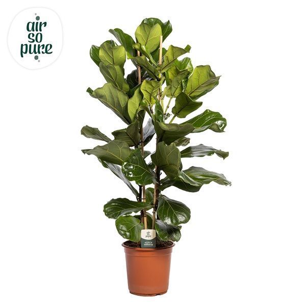 Горшечные цветы и растения оптом Ficus Lyrata 2pp (air So Pure) от 1шт из Голландии с доставкой по России