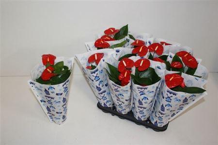 Горшечные цветы и растения оптом Anthu A Jambo Red 3+ от 12шт (для телеги) из Голландии с доставкой по России