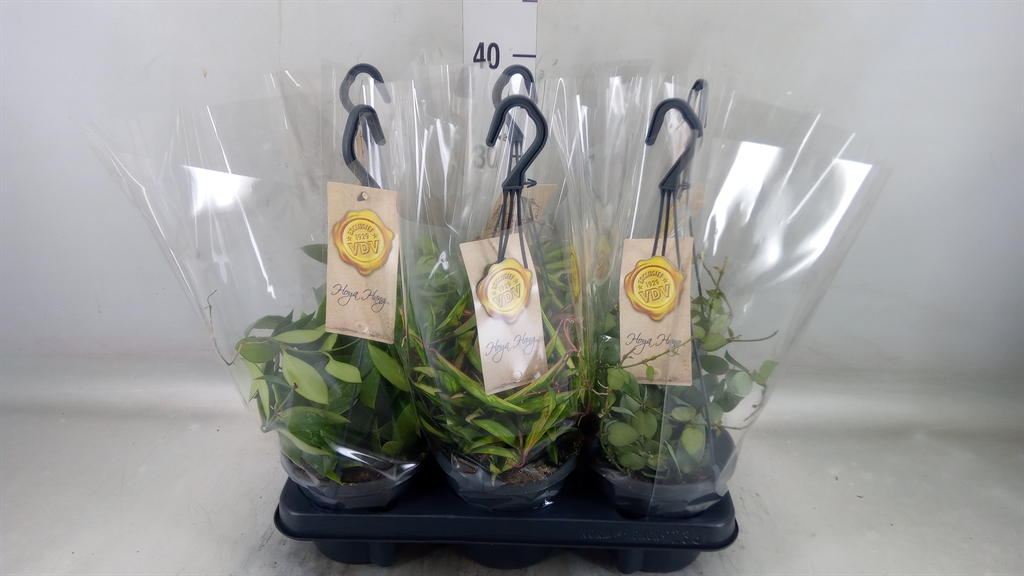 Горшечные цветы и растения оптом Hoya   ...mix от 6шт из Голландии с доставкой по России