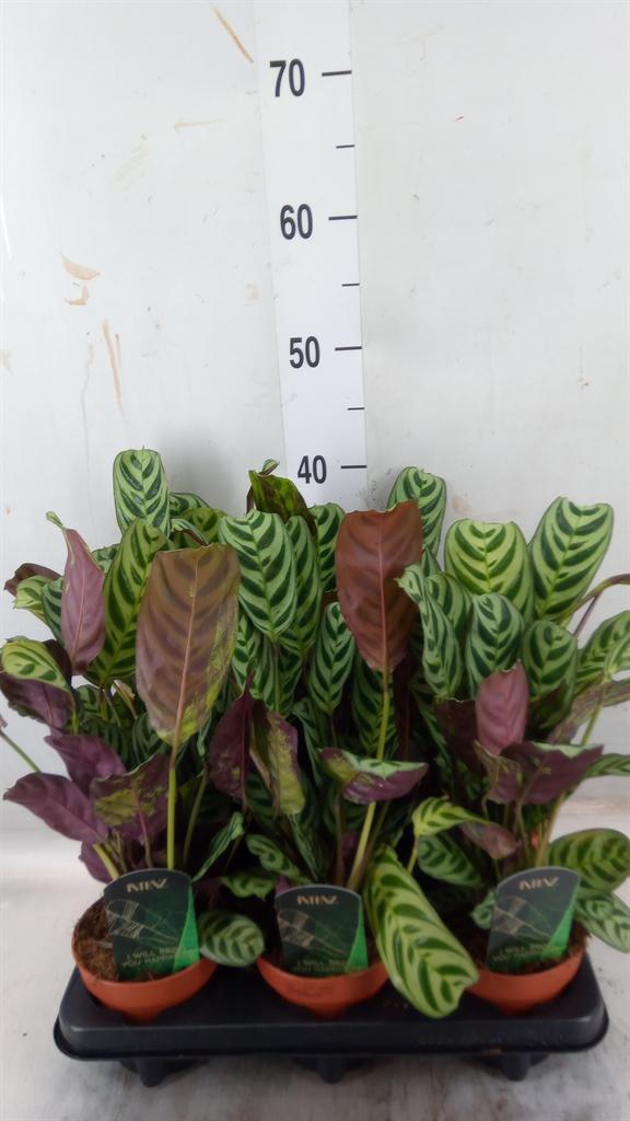 Горшечные цветы и растения оптом Ctenanthe Burle-marxii от 6шт из Голландии с доставкой по России