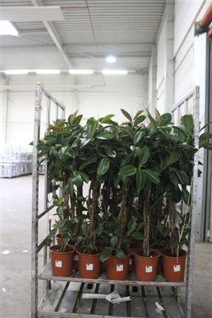 Горшечные цветы и растения оптом Ficus Melany 4 Pp Vlecht Stam от 1шт из Голландии с доставкой по России