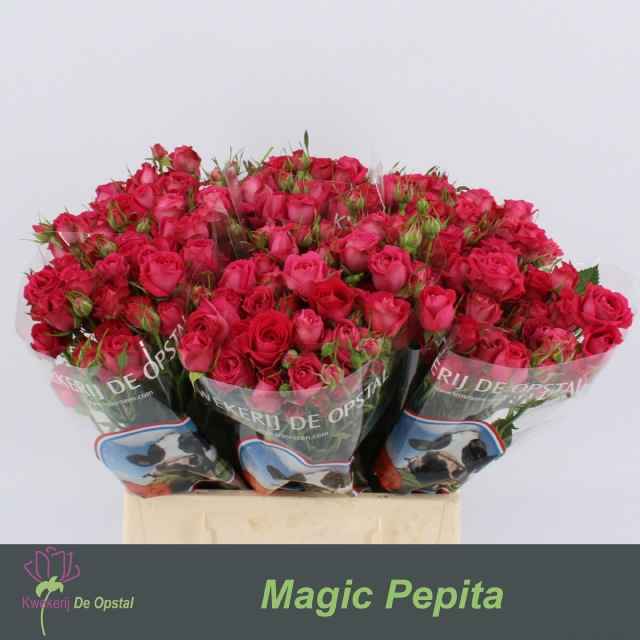 Срезанные цветы оптом Rosa sp magic pepita от 40шт из Голландии с доставкой по России