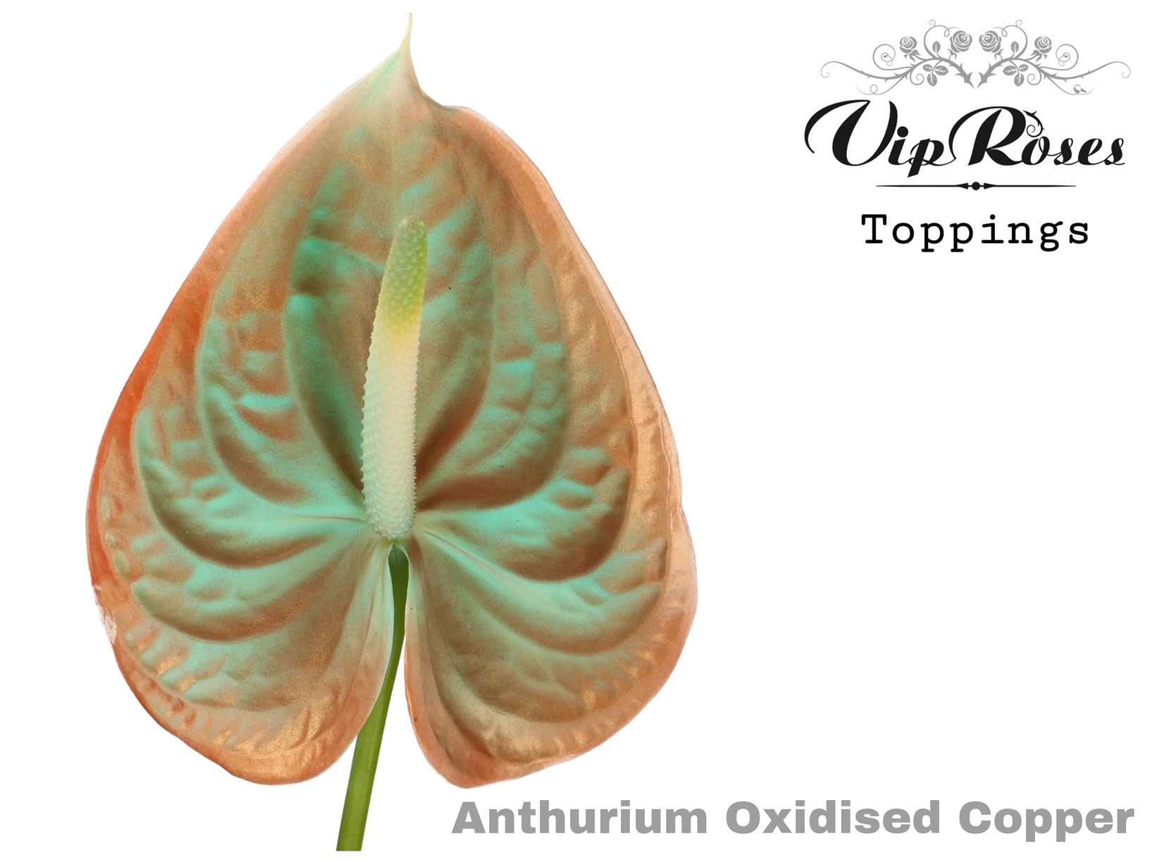 Срезанные цветы оптом Anthurium paint oxidize от 12шт из Голландии с доставкой по России