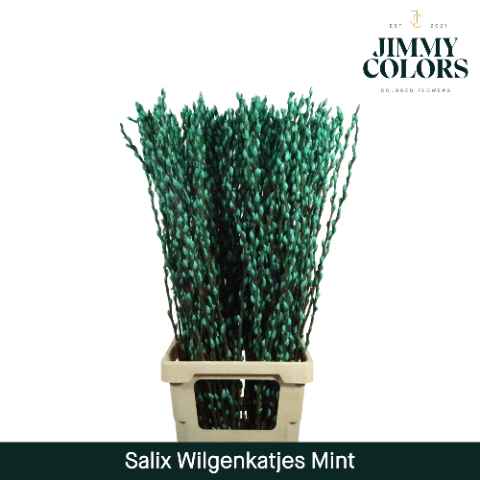 Срезанные цветы оптом Salix paint pussy willow mint green от 50шт из Голландии с доставкой по России