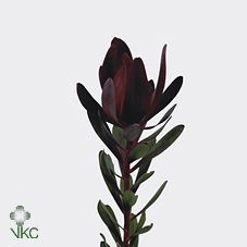 Срезанные цветы оптом Leucadendron saf sunset от 50шт из Голландии с доставкой по России