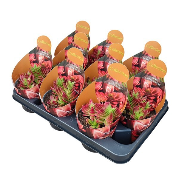 Горшечные цветы и растения оптом Crassula Capitella Campfire Potcover от 9шт из Голландии с доставкой по России