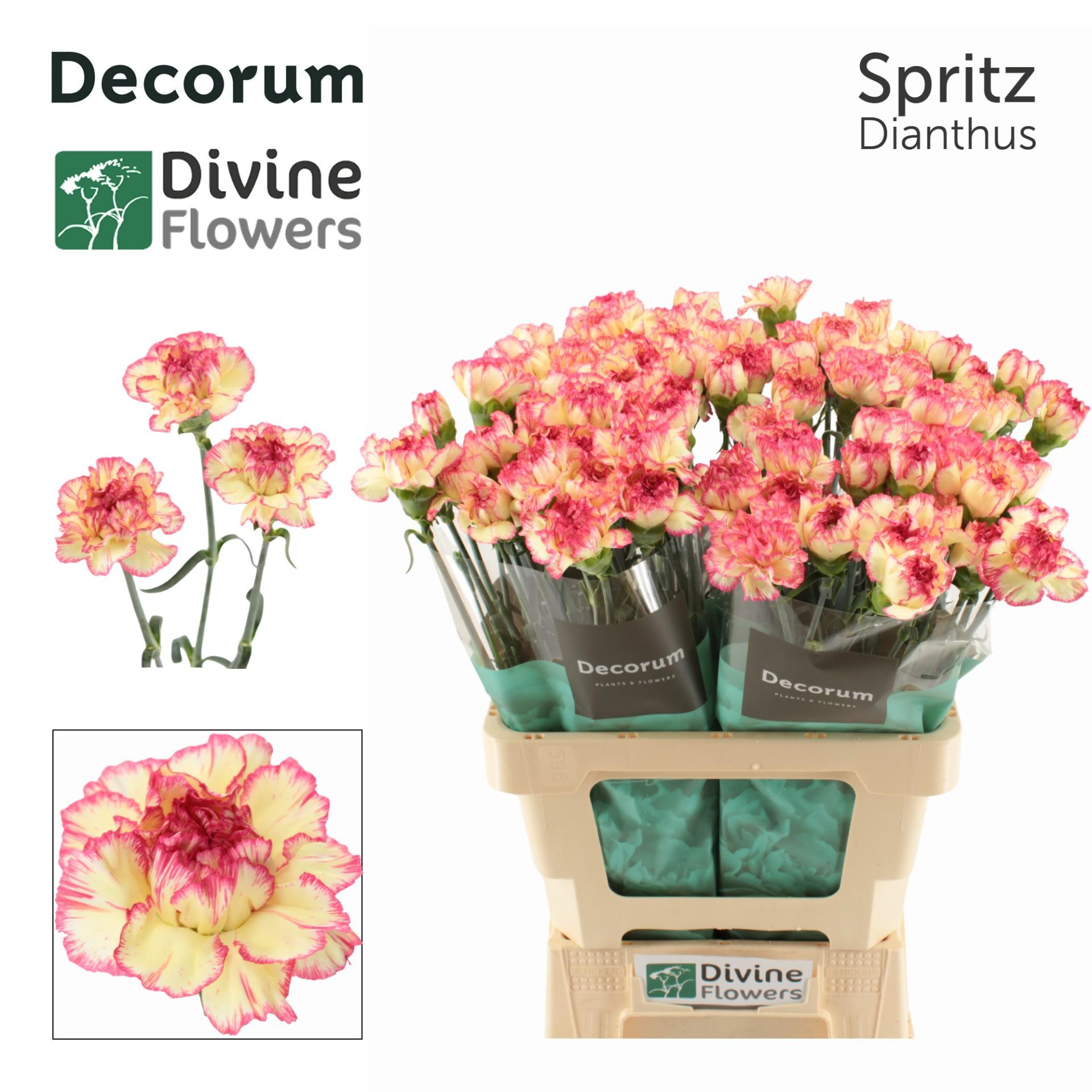 Срезанные цветы оптом Dianthus st spritz от 80шт из Голландии с доставкой по России