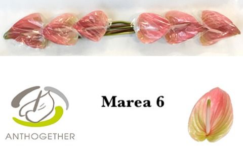 Срезанные цветы оптом Anthurium marea от 6шт из Голландии с доставкой по России