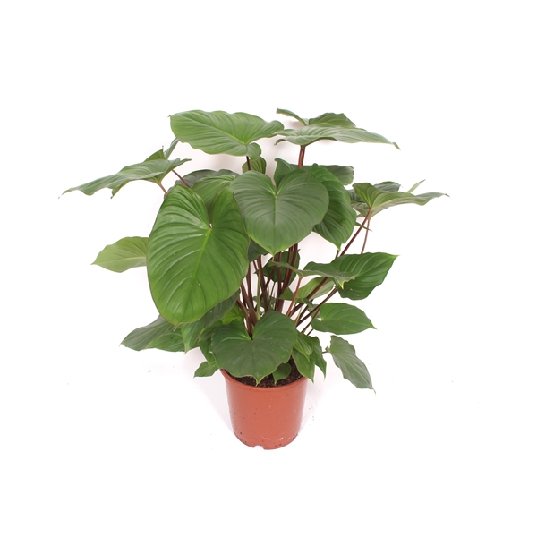 Горшечные цветы и растения оптом Homalomena Rubescens Maggy от 1шт из Голландии с доставкой по России