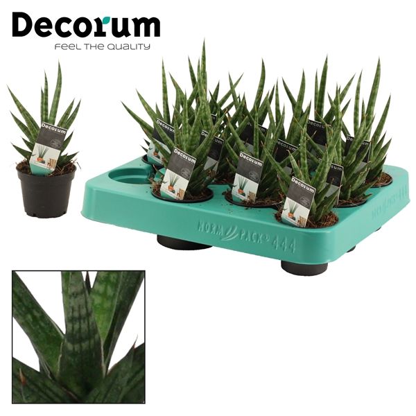 Горшечные цветы и растения оптом Sansevieria Francisii (decorum) от 20шт из Голландии с доставкой по России