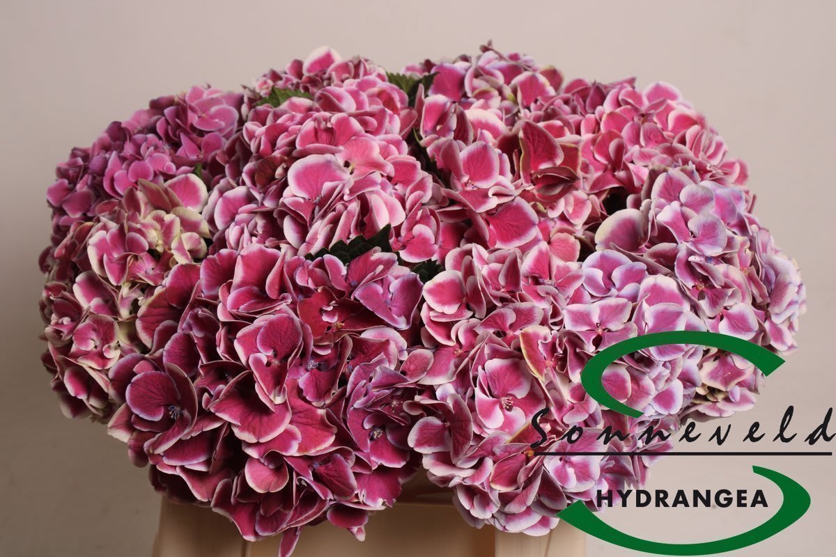 Срезанные цветы оптом Hydrangea mag red harlequin от 10шт из Голландии с доставкой по России