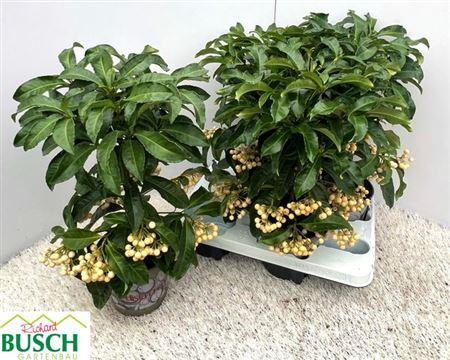 Горшечные цветы и растения оптом Ardis Crenata White от 4шт из Голландии с доставкой по России