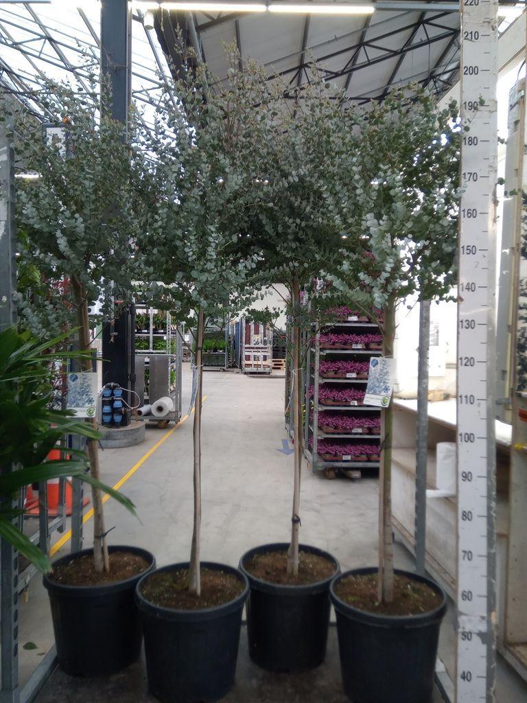 Горшечные цветы и растения оптом Eucalyptus Gunnii Bush от 1шт из Голландии с доставкой по России