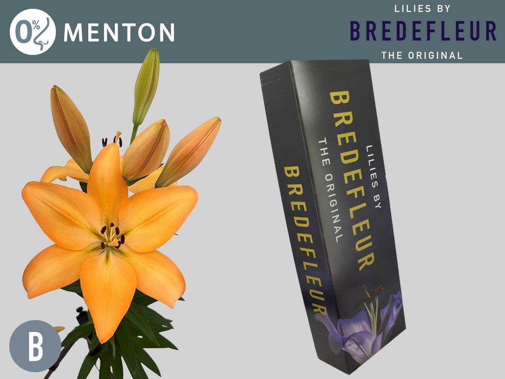 Срезанные цветы оптом Lilium la menton от 60шт из Голландии с доставкой по России