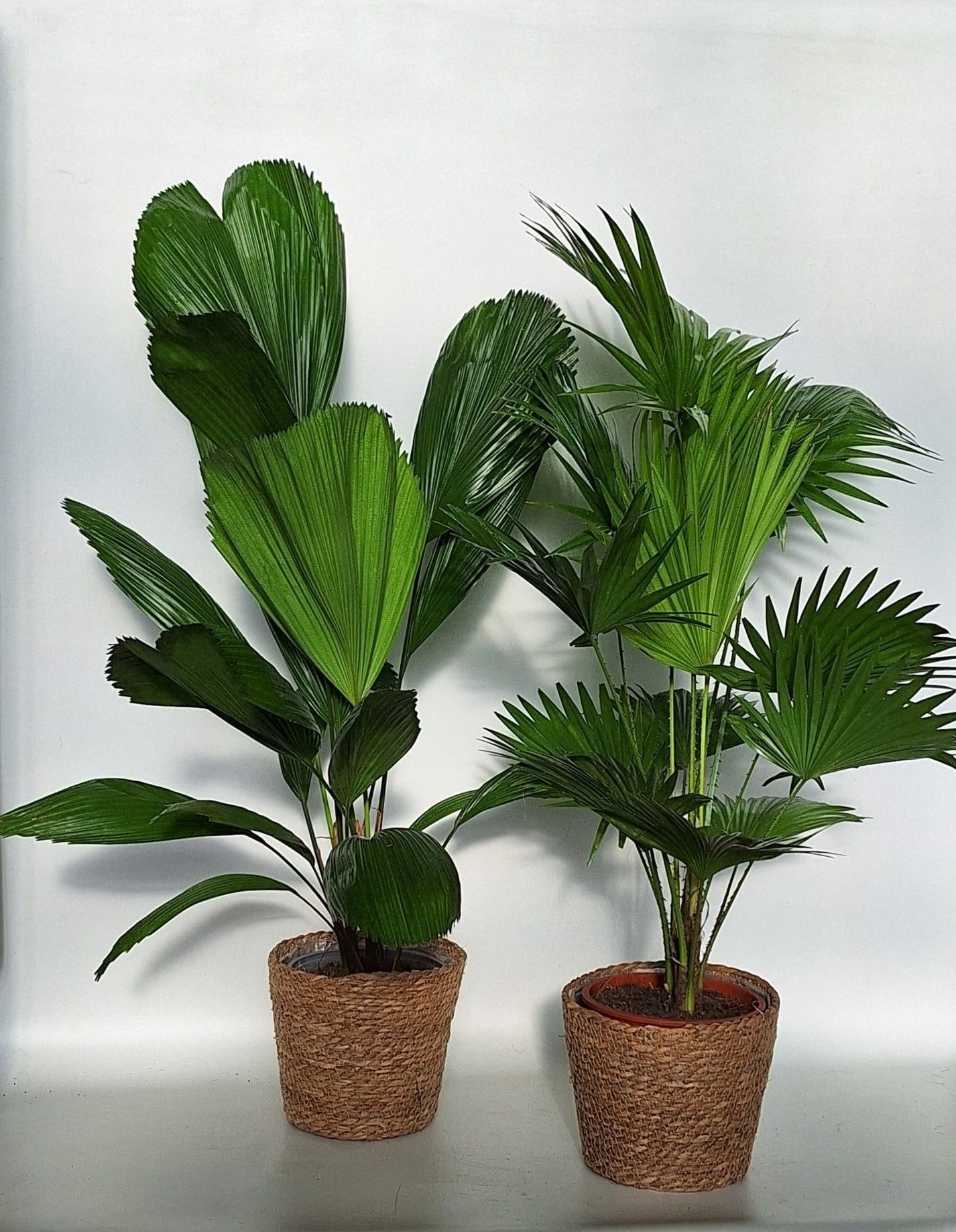 Горшечные цветы и растения оптом Palmen Gem от 2шт из Голландии с доставкой по России