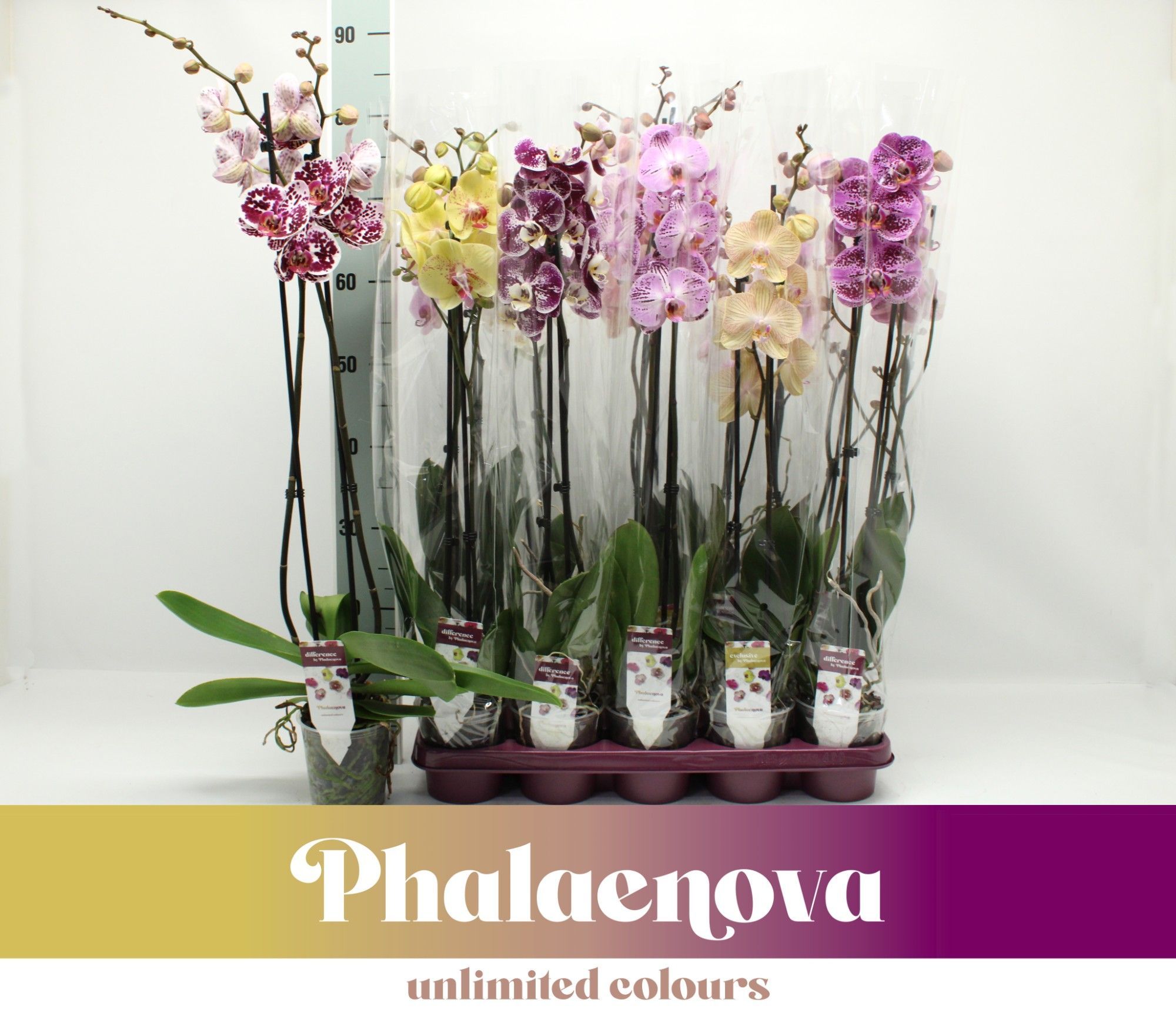 Горшечные цветы и растения оптом Phal 2st Taiwan Mix 16+ (phalaenova) от 10шт из Голландии с доставкой по России