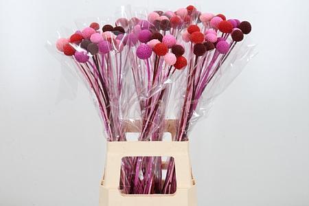 Срезанные цветы оптом Craspedia paint mix valentine от 100шт из Голландии с доставкой по России