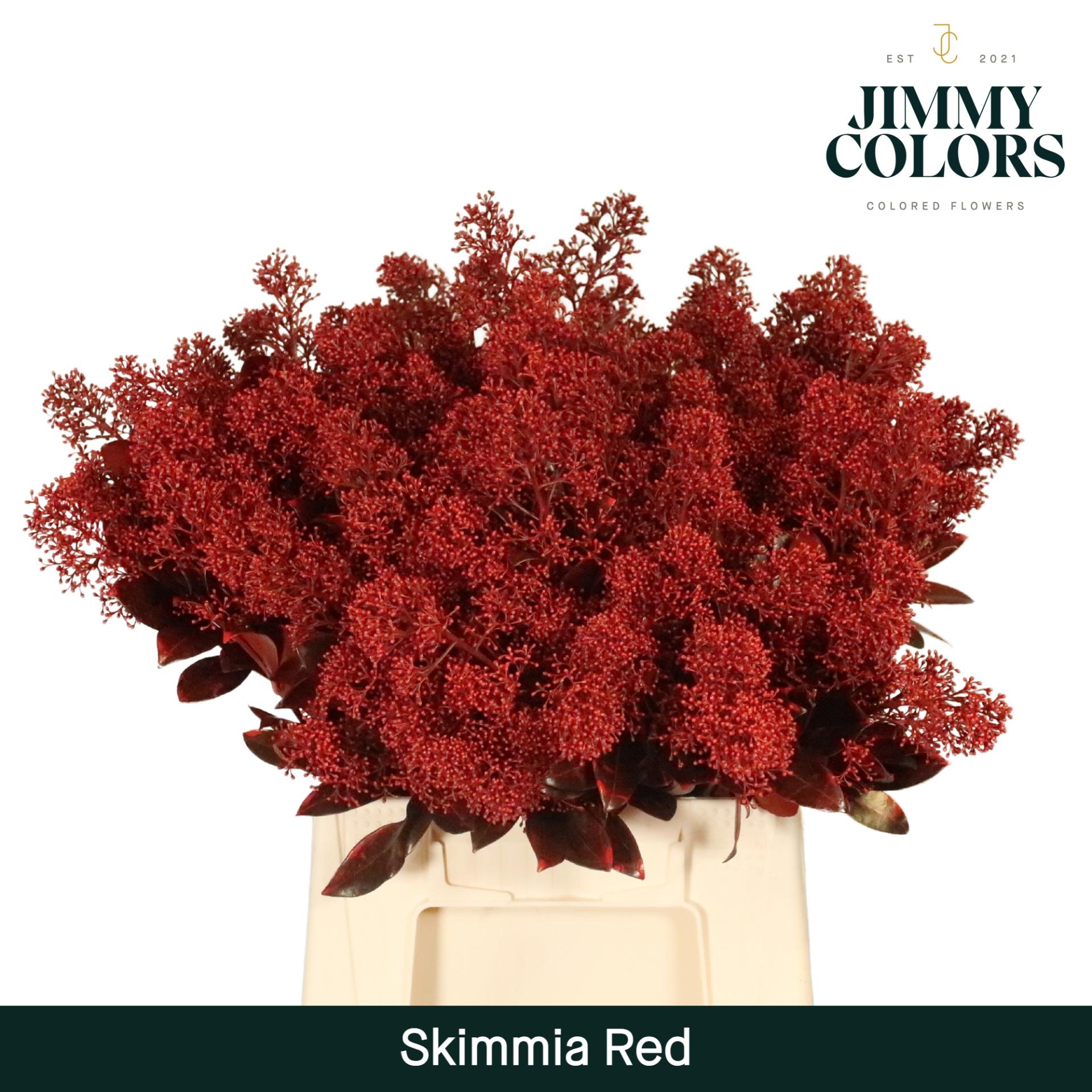 Срезанные цветы оптом Skimmia paint red + glitter от 10шт из Голландии с доставкой по России