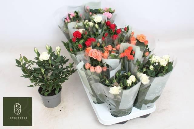 Горшечные цветы и растения оптом Ro Kordana Gem 5 Srt от 12шт из Голландии с доставкой по России