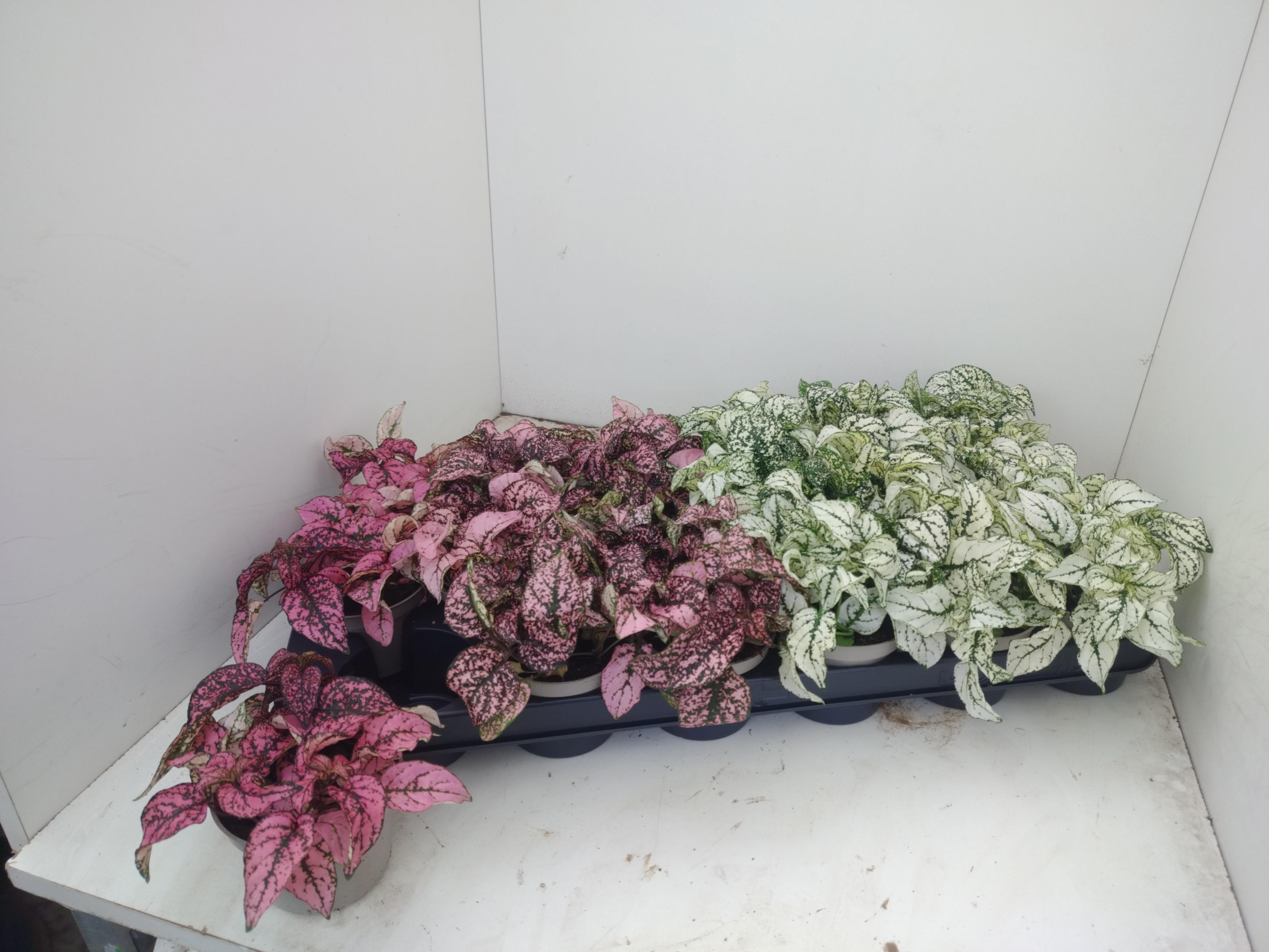 Горшечные цветы и растения оптом Hypoest Gem от 18шт (для телеги) из Голландии с доставкой по России