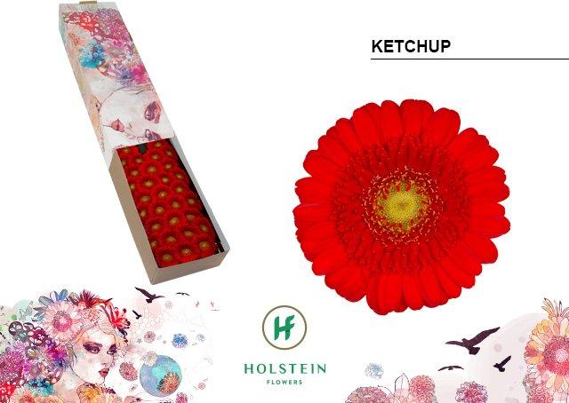 Срезанные цветы оптом Germini ketchup от 60шт. из Голландии с доставкой по России