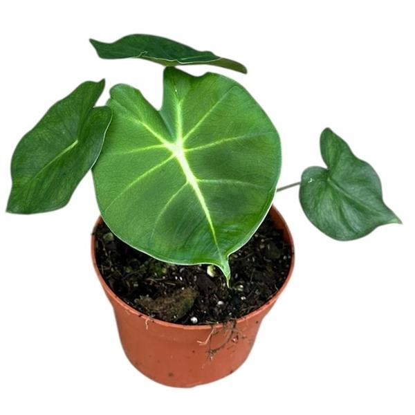 Горшечные цветы и растения оптом Alocasia Micholitziana Round Type от 1шт (для телеги) из Голландии с доставкой по России