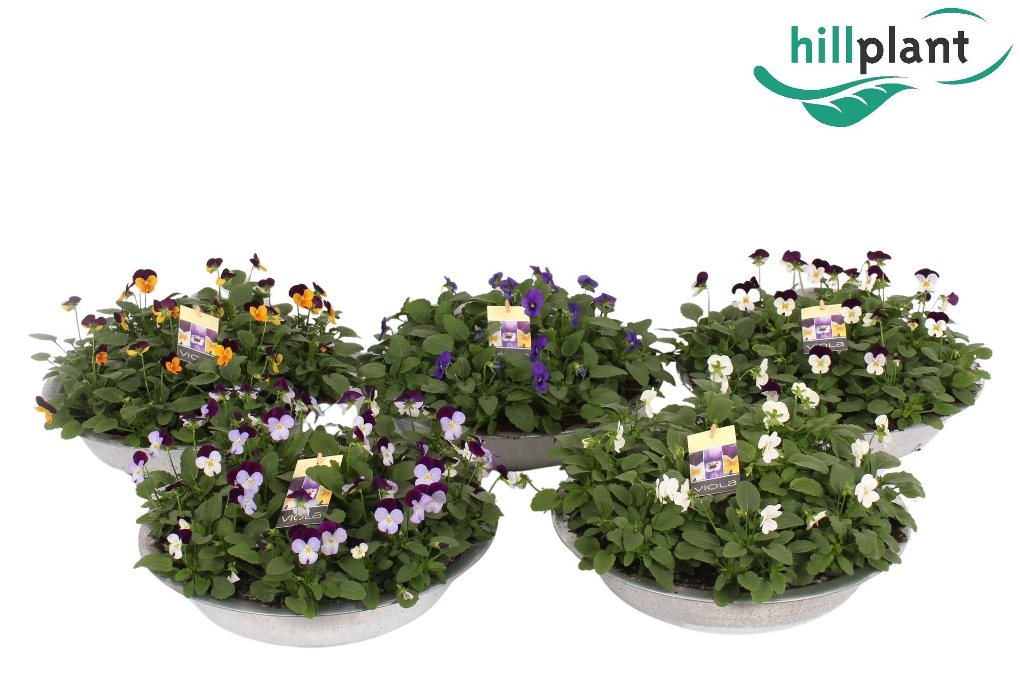 Горшечные цветы и растения оптом Viola Cornuta Mixkar Zinken Schaal 36 Cm от 1шт (для телеги) из Голландии с доставкой по России