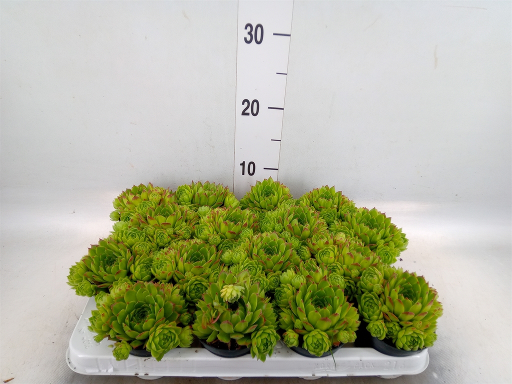 Горшечные цветы и растения оптом Sempervivum Tectorum Var. Glaucum от 16шт (для телеги) из Голландии с доставкой по России