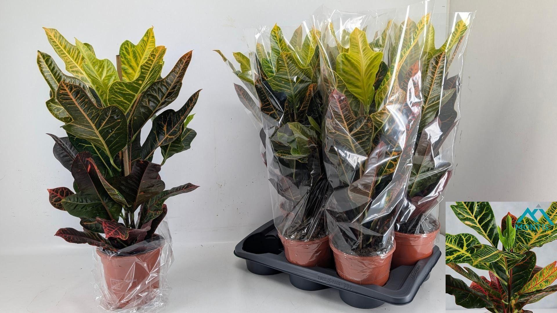 Горшечные цветы и растения оптом Cod Gr Excellent от 6шт из Голландии с доставкой по России