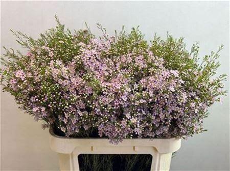 Срезанные цветы оптом Chamelaucium wendy pink от 25шт из Голландии с доставкой по России