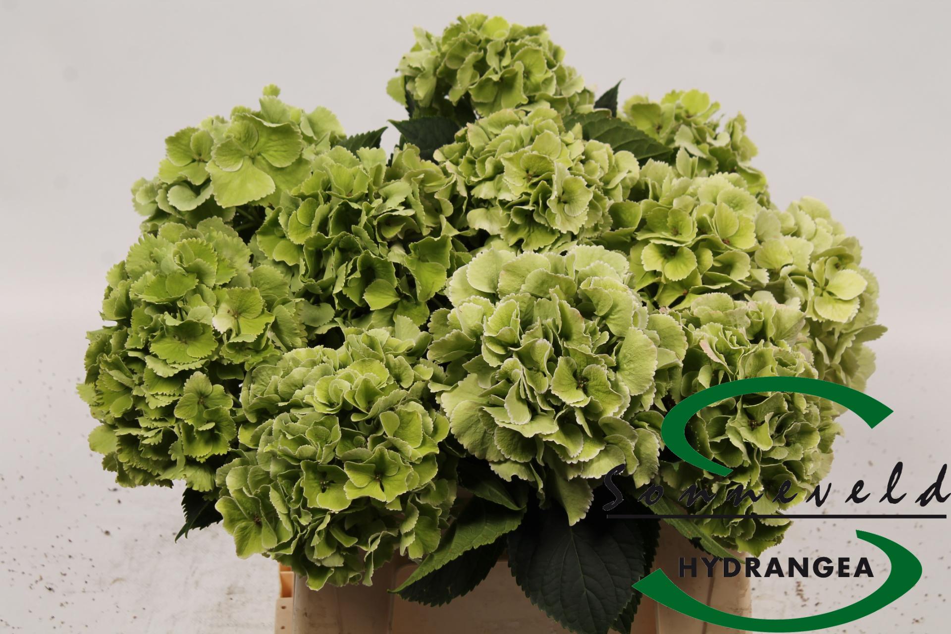 Срезанные цветы оптом Hydrangea lollipop classic от 10шт из Голландии с доставкой по России