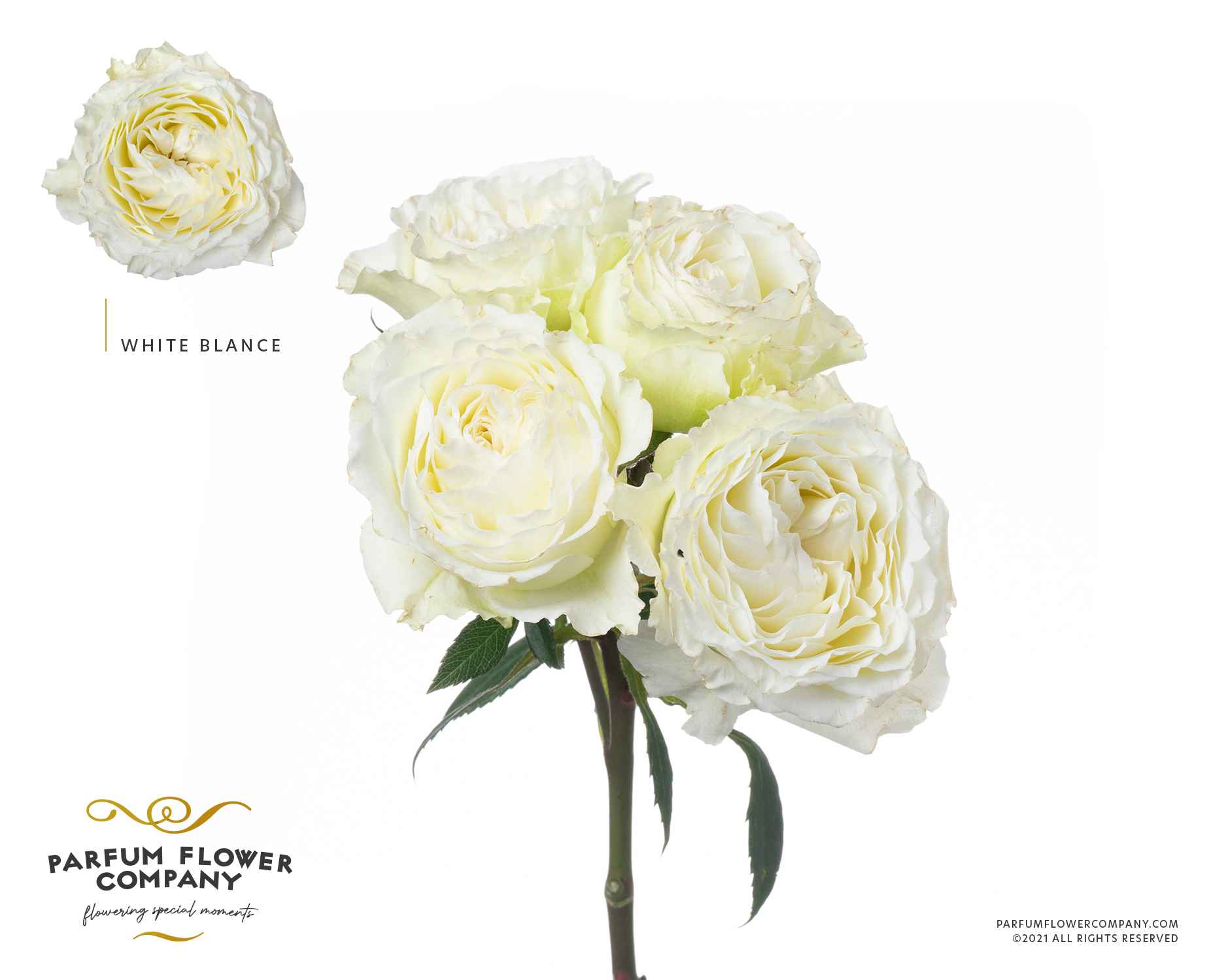 Срезанные цветы оптом Rosa sp garden white blanche от 12шт из Голландии с доставкой по России