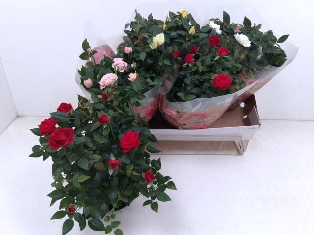 Горшечные цветы и растения оптом Ro Fav Ro Gem 4 Srt от 4шт из Голландии с доставкой по России