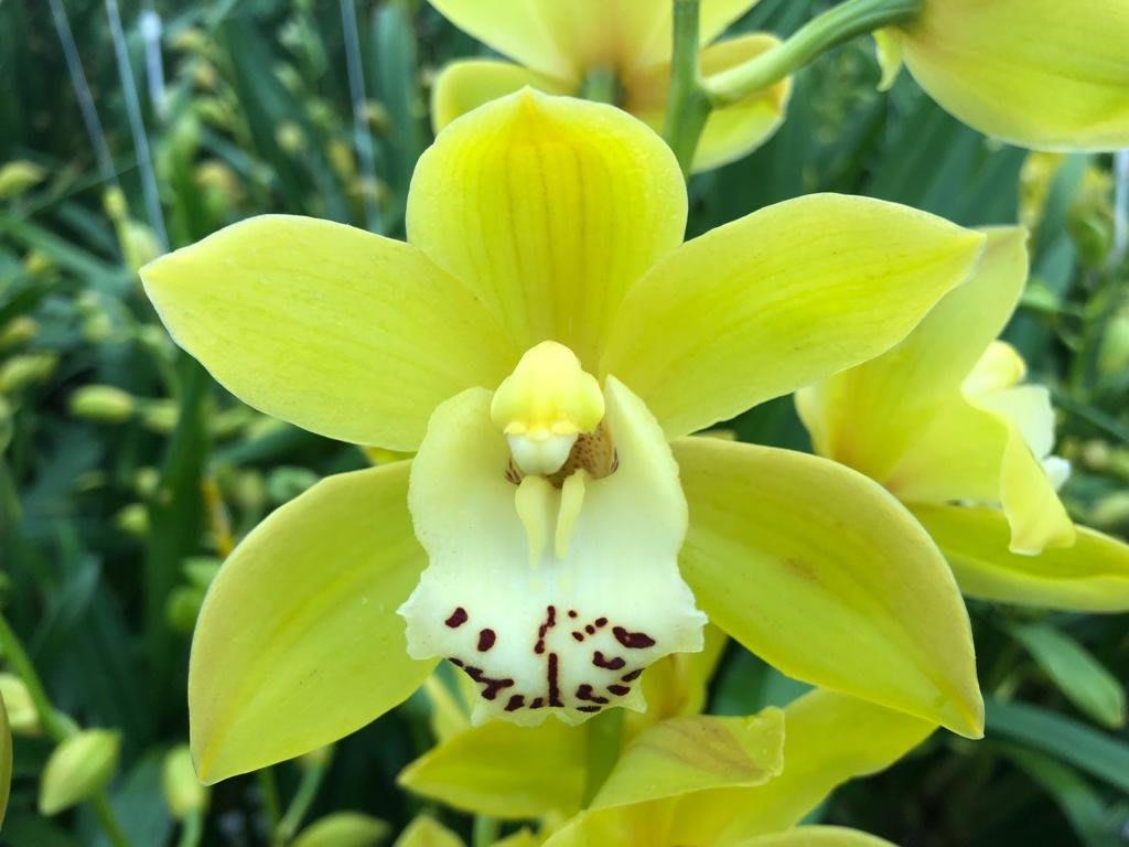 Срезанные цветы оптом Minicymbidium green angie от 15шт из Голландии с доставкой по России