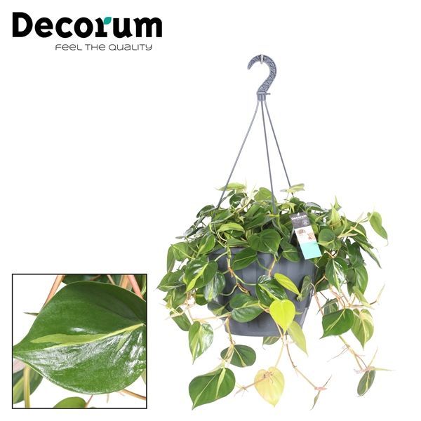 Горшечные цветы и растения оптом Philodendron Brasil Xxl Hanging Pot (decorum) от 1шт из Голландии с доставкой по России