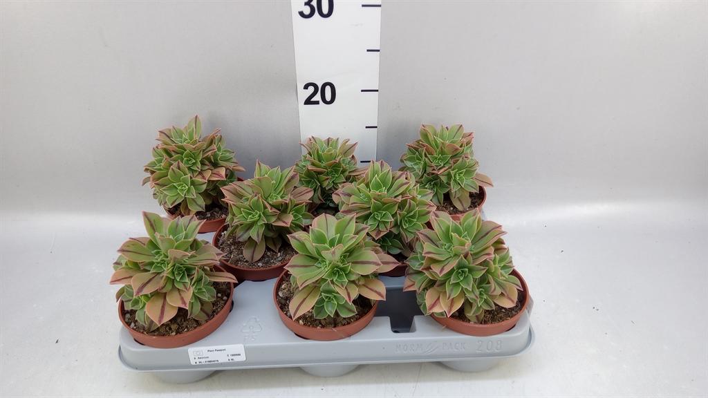 Горшечные цветы и растения оптом Aeonium ... от 8шт из Голландии с доставкой по России